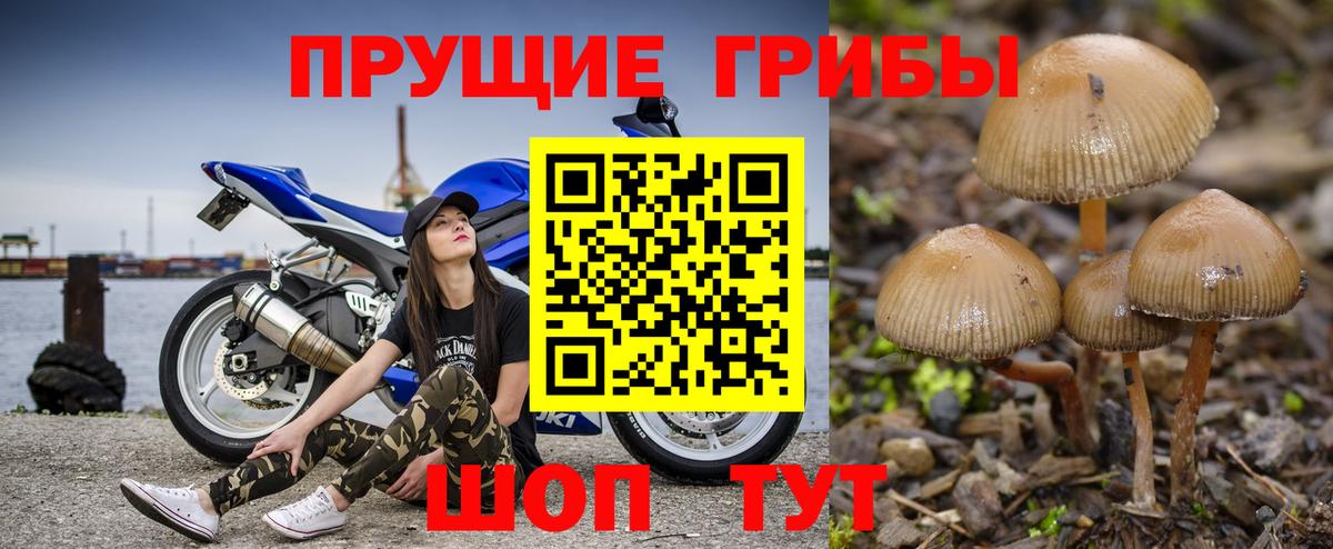 Псилоцибиновые грибы Magic Shrooms Ртищево